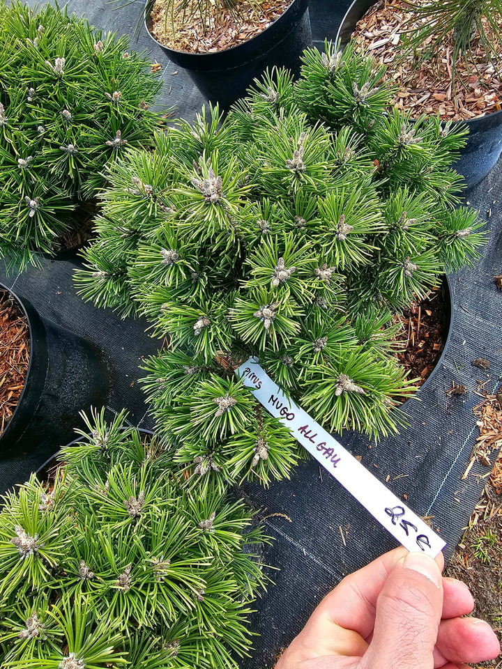 Pušis Kalninė (Lot Pinus Mugo) 'ALLGAU' C7.