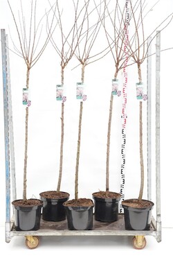 Migdolas triskiautis (Lot Prunus triloba)  C10 STIEBAS 120 CM