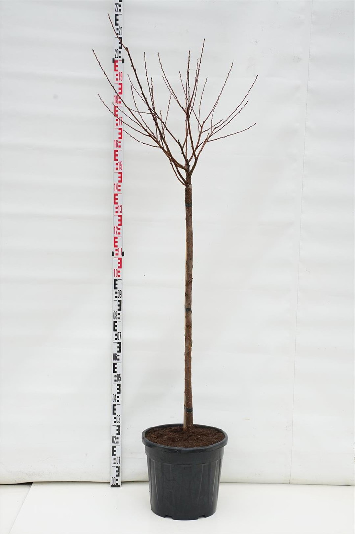 Migdolas triskiautis (Lot Prunus triloba) C30 STIEBAS 125 CM | VYŠNIOS DEKORATYVINĖS-SAKUROS | MEDŽIAI