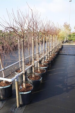 Migdolas triskiautis (Lot Prunus triloba) C30 STIEBAS 125 CM - nuotrauka 2