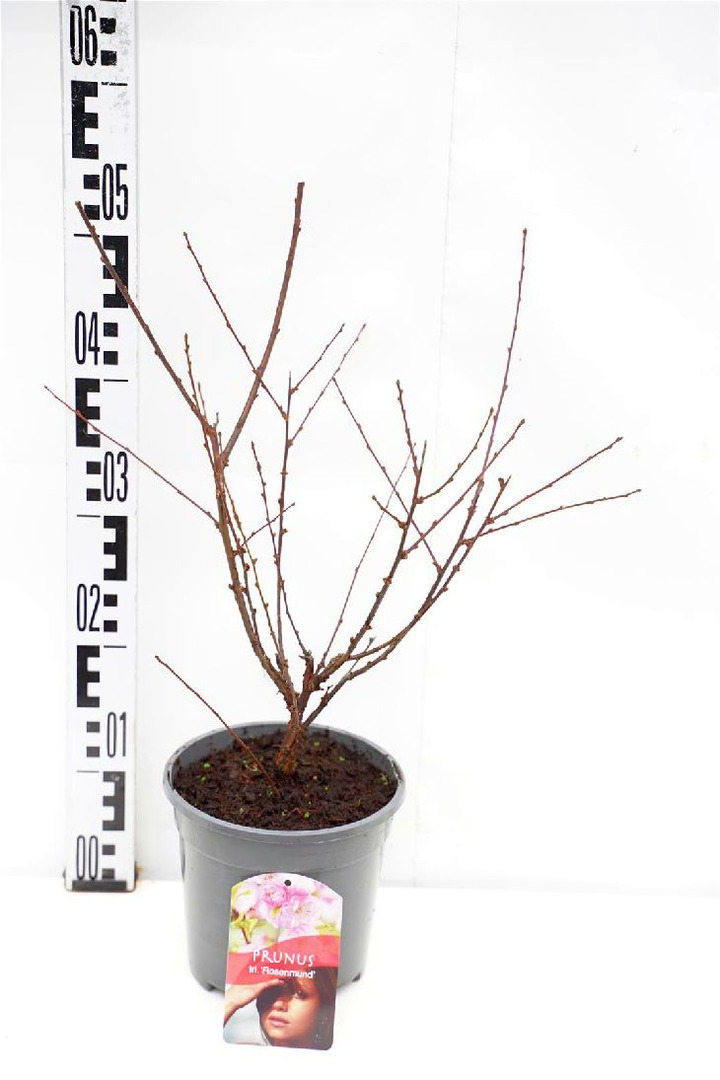 Migdolas triskiautis (Lot Prunus triloba) 'Rosenmund' C2/P17 30-40 CM | VYŠNIOS DEKORATYVINĖS-SAKUROS | MEDŽIAI