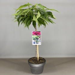 Sakura vyšnia (Lot Prunus p.) 'Nectarella' C9 STIEBAS 50 CM | VYŠNIOS DEKORATYVINĖS-SAKUROS | MEDŽIAI