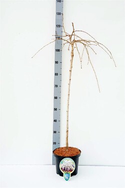 Vyšnia Jošino (Lot Prunus yedoensis) 'Ivensii' C5/P23 KOTAS 80 CM 2YR | VYŠNIOS DEKORATYVINĖS-SAKUROS | MEDŽIAI