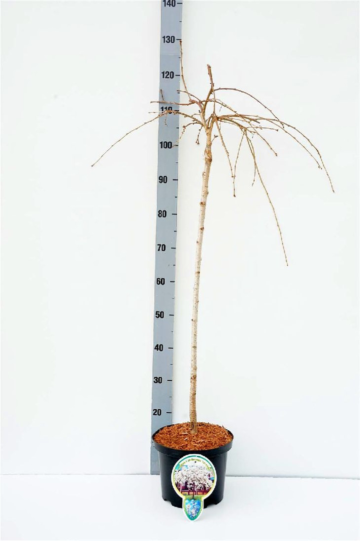Vyšnia Jošino (Lot Prunus yedoensis) 'Ivensii' C5/P23 KOTAS 80 CM 2YR | VYŠNIOS DEKORATYVINĖS-SAKUROS | MEDŽIAI