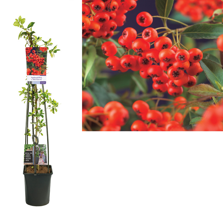 Dyglainė raudonvaisė (Lot Pyracantha cocc.) 'Red Column' C5 120 CM 4 ST (SK) | DYGLAINIAI | KRŪMAI