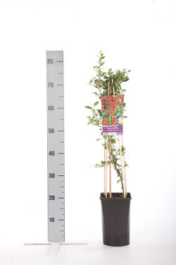 Dyglainė raudonvaisė (Lot Pyracantha cocc.) 'Red Column' C2,5 70 CM 4 ST(SP) - nuotrauka 1