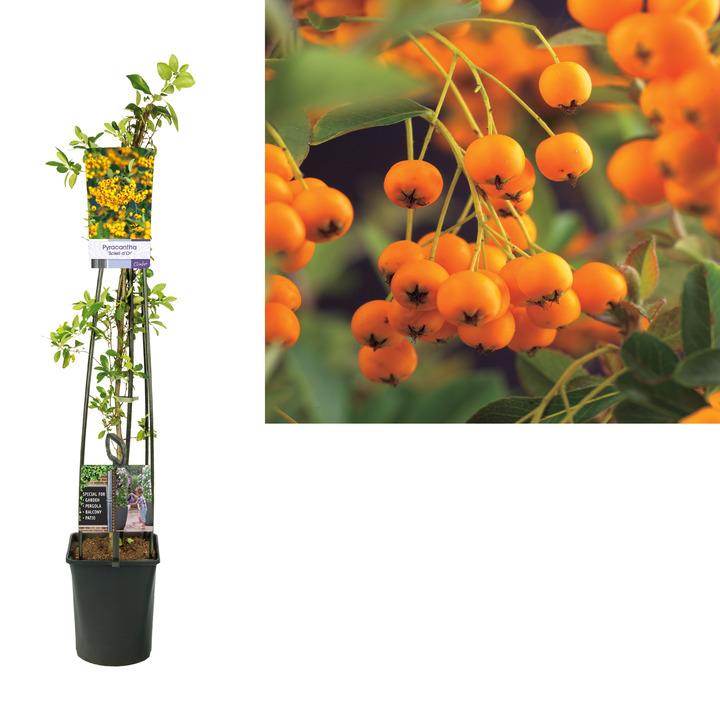 Dyglainė (Lot Pyracantha) 'Soleil d'Or' C5 120 CM 4 ST (SK) | DYGLAINIAI | KRŪMAI
