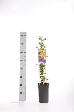 Dyglainė (Lot Pyracantha) 'Soleil d'Or' C2,5 70 CM 4 ST(SP) - nuotrauka 1