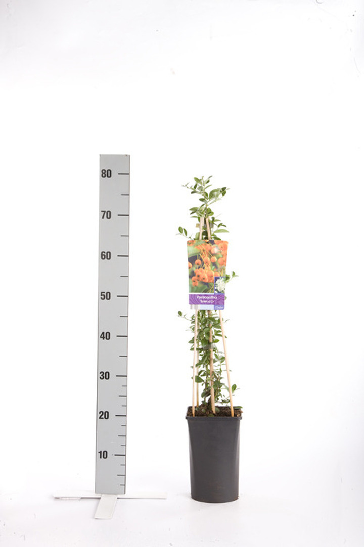 Dyglainė (Lot Pyracantha) 'Soleil d'Or' C2,5 70 CM 4 ST(SP)