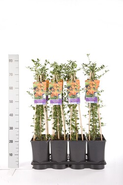 Dyglainė (Lot Pyracantha) 'Soleil d'Or' C2,5 70 CM 4 ST(SP) - nuotrauka 2