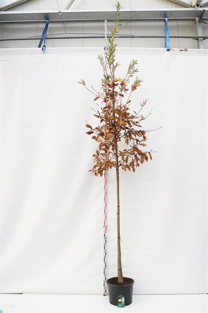 Ąžuolas burgundinis (Lot Quercus cerris)  C50 KAMIENO APIMTIS 12-14 CM STANDARD