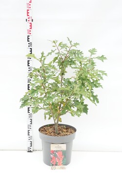 Ąžuolas pelkinis (Lot Quercus palustris) C12 60-80 CM | ĄŽUOLAI | MEDŽIAI