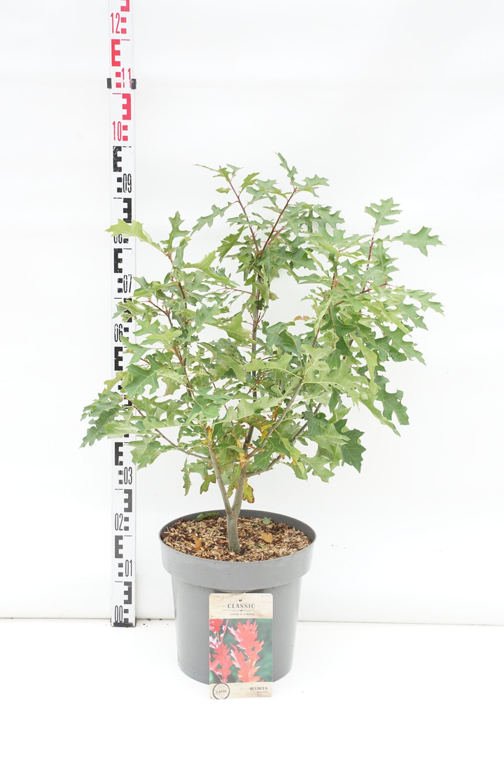 Ąžuolas pelkinis (Lot Quercus palustris) C12 60-80 CM | ĄŽUOLAI | MEDŽIAI