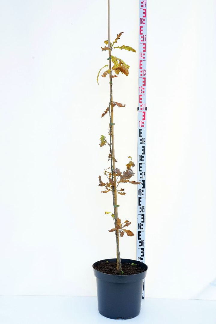 Bekotis ąžuolas (Lot Quercus petraea)  C12 100-125 CM