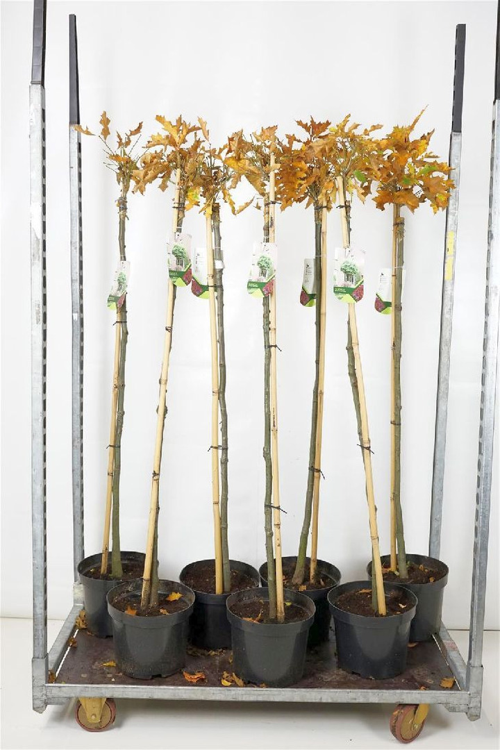 Ąžuolas pelkinis (Lot Quercus palustris) 'Green Dwarf' C10 STIEBAS 120 CM