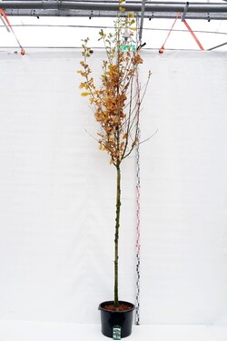 Ąžuolas paprastasis (Lot Quercus robur)  C50 KAMIENO APIMTIS 12-14 CM STANDARD