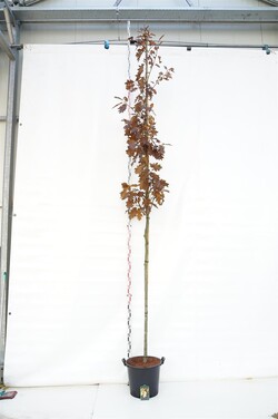Ąžuolas raudonasis (Lot Quercus rubra)  C35 KAMIENO APIMTIS 10-12 CM STANDARD