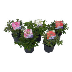 Rododendras MIX (Lot Rhododendron)  C1/P13 15-20 CM 5x8 G.Red,G.Orange,Kermesina RW,Koningst,Pl.White