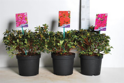 Rododendras MIX (Lot Rhododendron)  C3/P19 30-35 CM