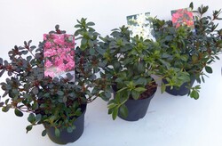 Rododendras MIX (Lot Rhododendron)  C3/P19 30-35 CM  3x7 G. Purple, H. S. Var. & Kermesia Red&White