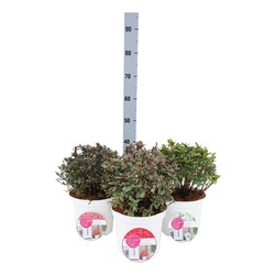 Rododendras MIX (Lot Rhododendron)  30-40 CM BALL C5/P23