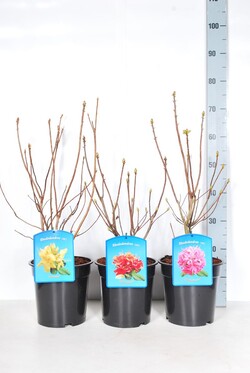 Rododendras MIX (Lot Rhododendron) C4/P21 40-50 CM
