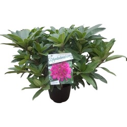Rododendras (Lot Rhododendron) 'Anah Kruschke' C5/P23 30-40 CM