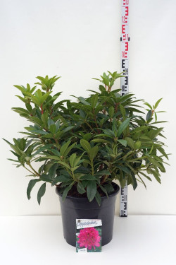 Rododendras (Lot Rhododendron) 'Anah Kruschke' C20 60-80 CM | RODODENDRAI | KRŪMAI