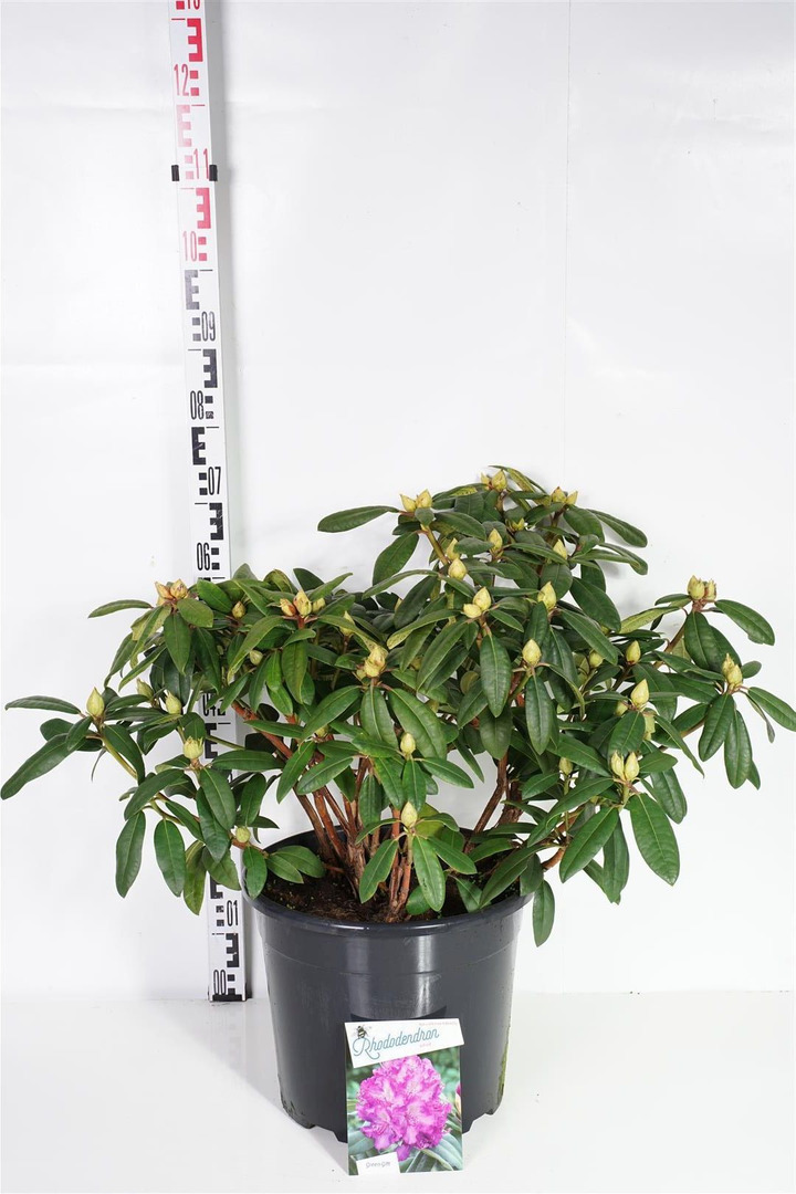 Rododendras (Lot Rhododendron) 'Alfred' C20 50-60 CM