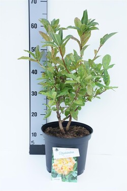 Rododendras (Lot Rhododendron) 'Anneke' C5/P23 40/+ CM