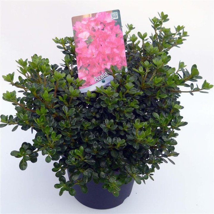 Rododendras (AJ) (Lot Rhododendron (AJ)) 'Anouk' C3/P19 30-35 CM | RODODENDRAI | KRŪMAI