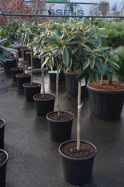 Rododendras Jakušimaninis (Lot Rhododendron (Y)) 'Arabella' C20 STIEBAS 80 CM - nuotrauka 2