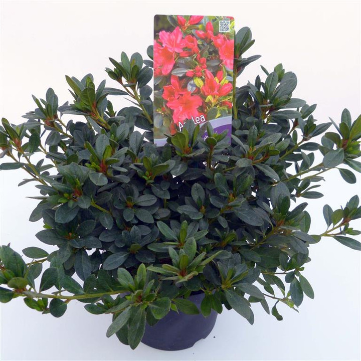 Rododendras (AJ) (Lot Rhododendron (AJ)) 'Arabesk' C3/P19 30-35 CM | RODODENDRAI | KRŪMAI
