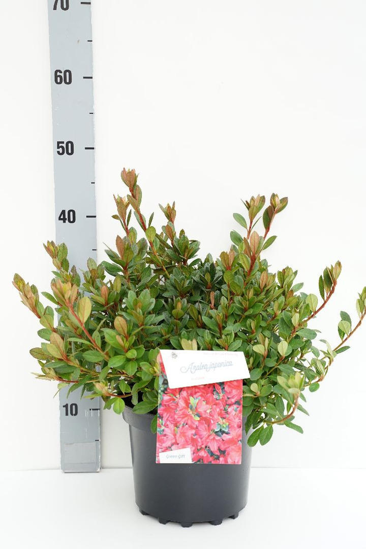 Rododendras (AJ) (Lot Rhododendron (AJ)) 'Arabesk' C4/P21 25-30 CM | RODODENDRAI | KRŪMAI