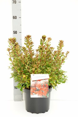 Rododendras (AJ) (Lot Rhododendron (AJ)) 'Addy Wery' C4/P21 25-30 CM | RODODENDRAI | KRŪMAI