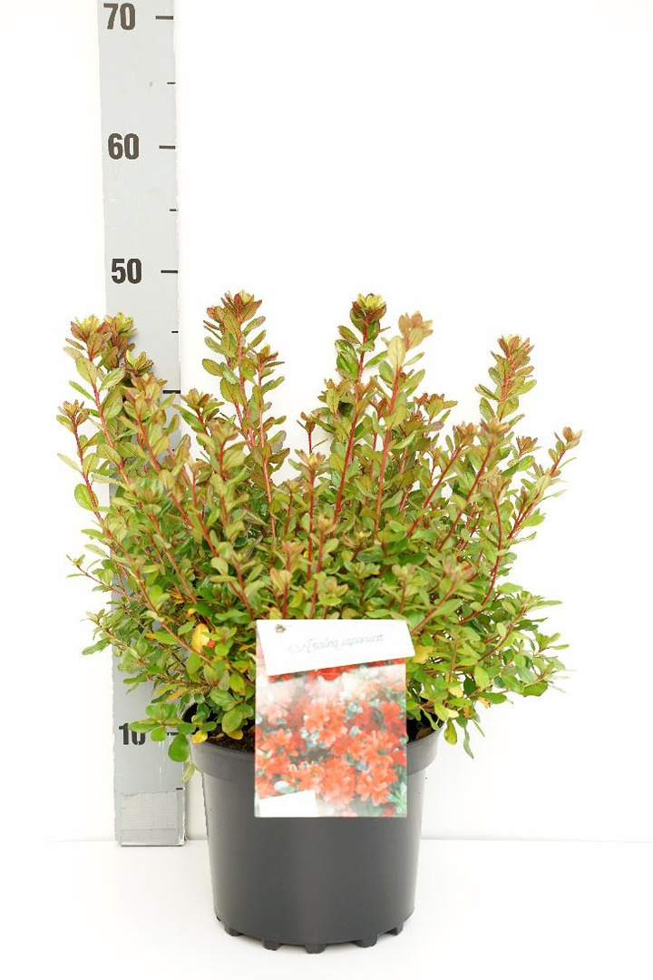 Rododendras (AJ) (Lot Rhododendron (AJ)) 'Addy Wery' C4/P21 25-30 CM | RODODENDRAI | KRŪMAI
