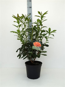Rododendras (AK) (Lot Rhododendron (AK)) 'Barselick' C5/P23 40-50 CM | RODODENDRAI | KRŪMAI