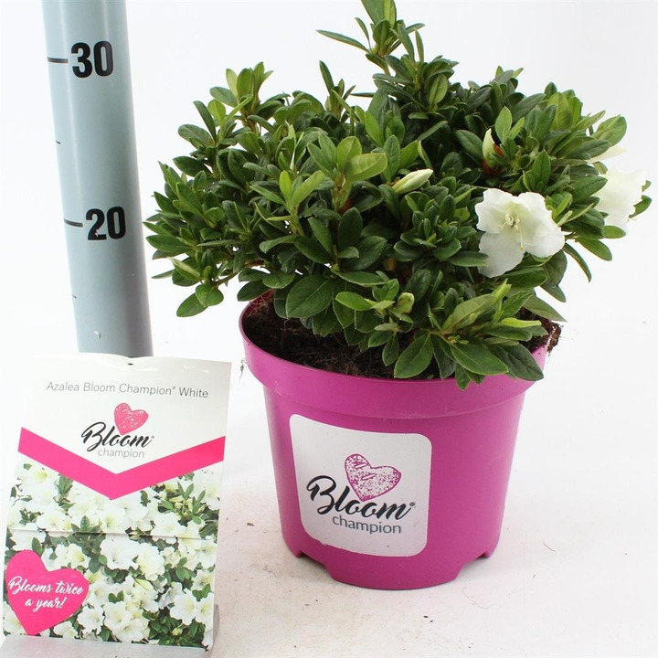 Rododendras (Lot Rhododendron) 'BloomChampion® White' C3/P19 25-30 CM