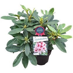 Rododendras (Lot Rhododendron) 'Belami' C5/P23 30-40 CM | RODODENDRAI | KRŪMAI