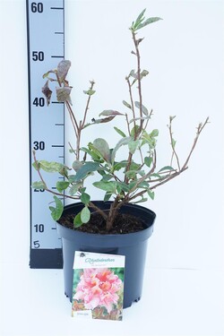 Rododendras (Lot Rhododendron) 'Berryrose' C5/P23 40/+ CM