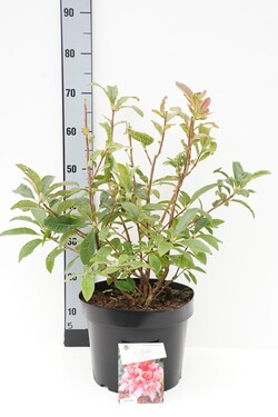 Rododendras (AK) (Lot Rhododendron (AK)) 'Berryrose' C10 50-60 CM | RODODENDRAI | KRŪMAI