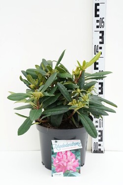 Rododendras Jakušimaninis (Lot Rhododendron (Y)) 'Blurettia' C5/P23 30/+ CM