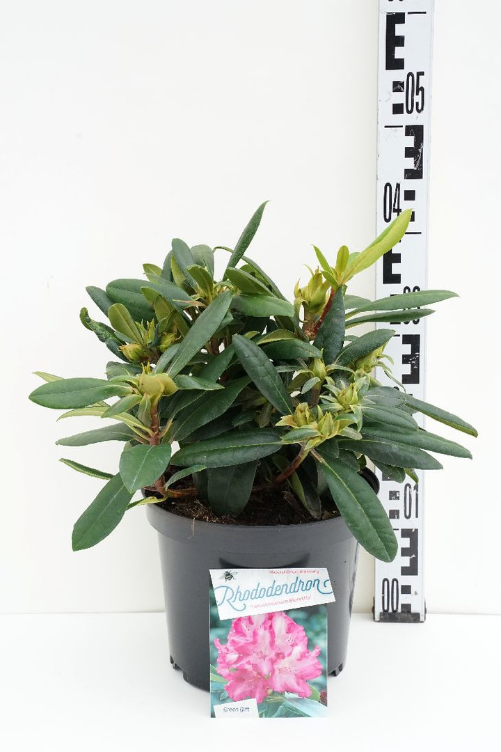 Rododendras Jakušimaninis (Lot Rhododendron (Y)) 'Blurettia' C5/P23 30/+ CM