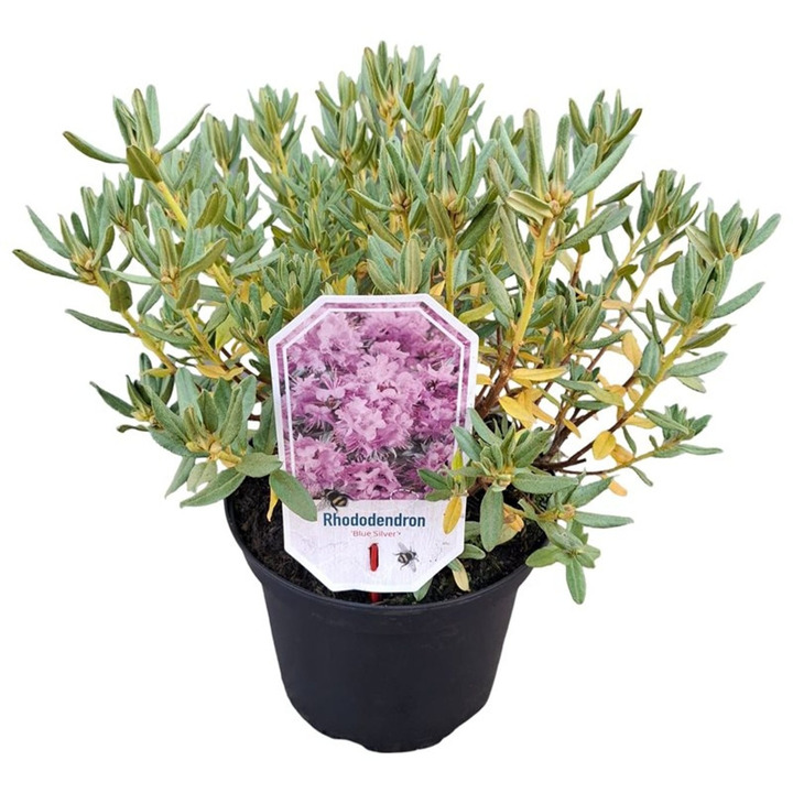 Rododendras (Lot Rhododendron) 'Blue Silver' C3/P19 25-30 CM