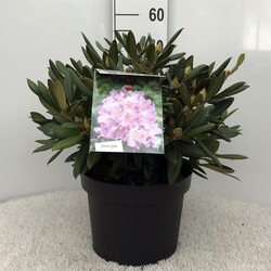 Rododendras (Y) (Lot Rhododendron (Y)) 'Carol. Allbrook' C10 30-40 CM | RODODENDRAI | KRŪMAI