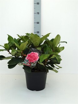 Rododendras (Lot Rhododendron) 'Caruso' C5/P23 30-40 CM | RODODENDRAI | KRŪMAI