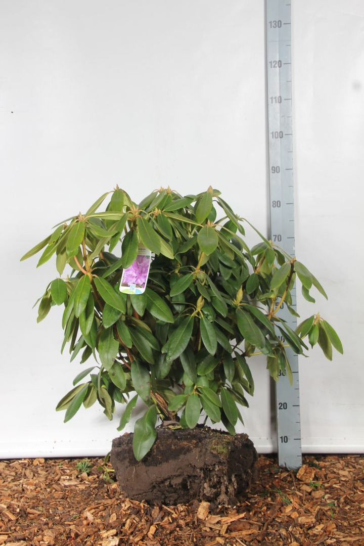 Rododendras (Lot Rhododendron) 'Catawb. Boursault' 60-70 CM RB