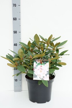 Rododendras (C) (Lot Rhododendron (C)) 'Christmas Cheer' C5/P23 30-40 CM
