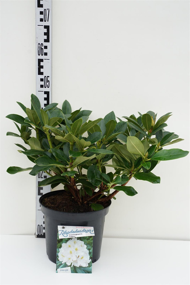Rododendras (Lot Rhododendron) 'Cunningham's Fat Boy' C5/P23 30-40 CM