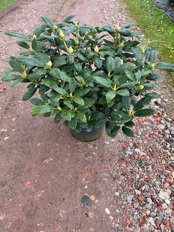 Rododendras (Lot Rhododendron) 'Catawb. Grandiflorum' C12 60-70 CM - nuotrauka 2